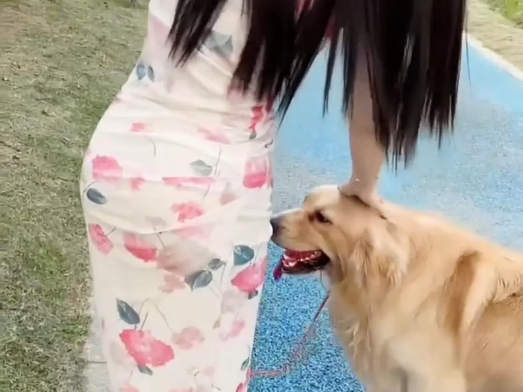 《抖音香香公主与爱犬金毛科普视频完整版、抖音香香公主与爱犬直播回放》相关资源图片